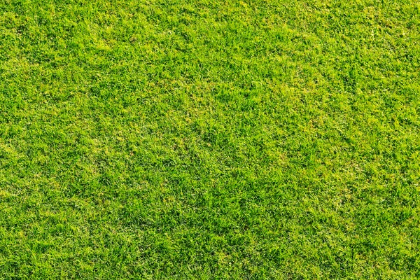 芝生の緑 — ストック写真