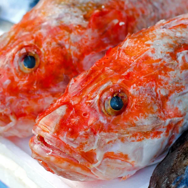 Red snapper — Stock Photo, Image