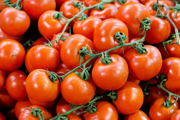 Tomato on vine — Stock Photo, Image