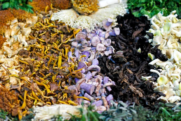Vilda svampar — Stockfoto