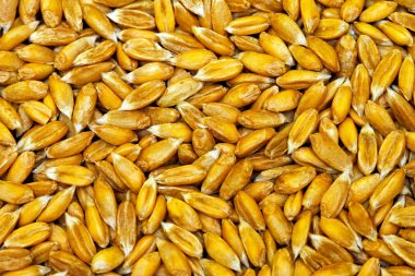 Organik buğday tahıl