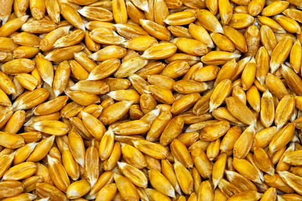 Organic wheat grain — Stock Photo, Image