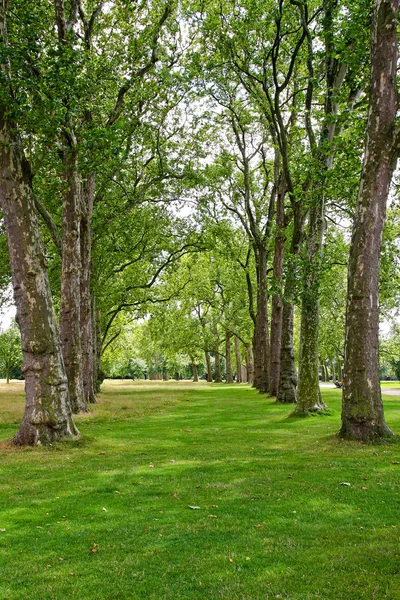 Árvores em linha — Fotografia de Stock