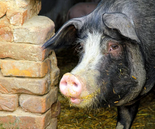Cerdo negro —  Fotos de Stock