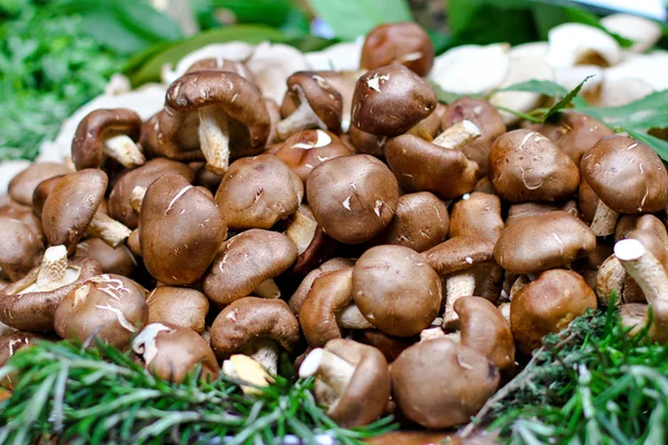 Cremini гриби — стокове фото