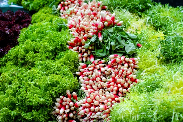 Salatvielfalt — Stockfoto
