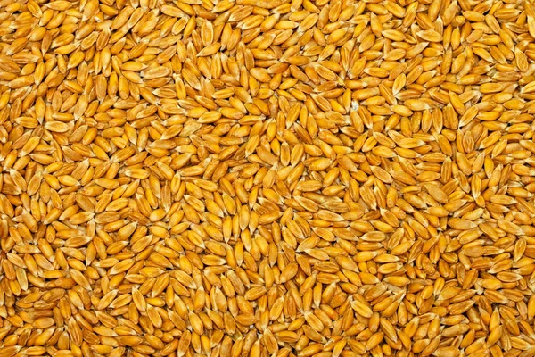 밀 곡물 — 스톡 사진