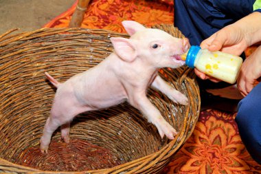Piglet besleme şişe