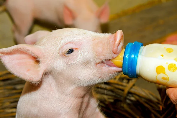 Butelka karmienia świnka — Zdjęcie stockowe
