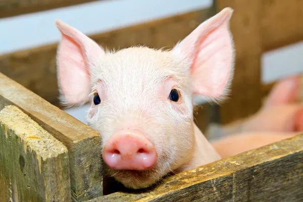 Bebé porco — Fotografia de Stock