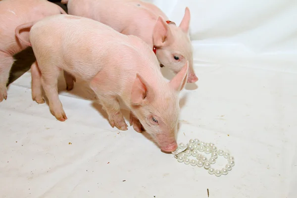 Pearls before pigs — Stock Photo, Image