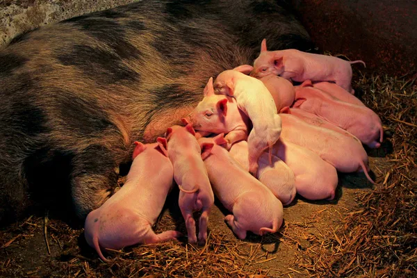 젖 먹이 piglets — 스톡 사진