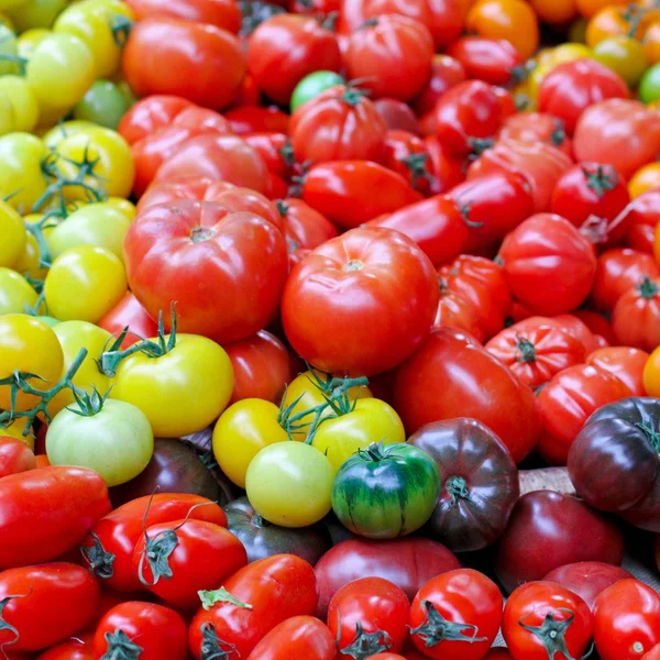 番茄品种 — 图库照片