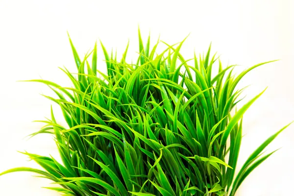 Arbusto de grama — Fotografia de Stock