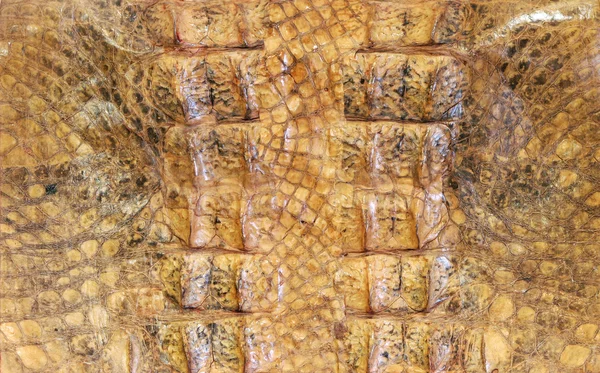 Crocodile pattern — Stock Photo, Image