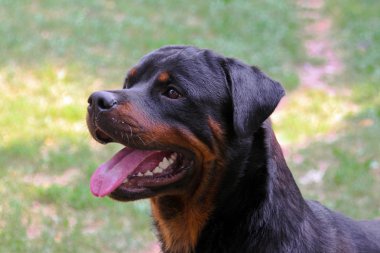 Rottweiler head clipart