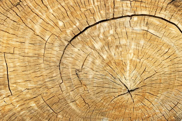 Anéis de madeira — Fotografia de Stock