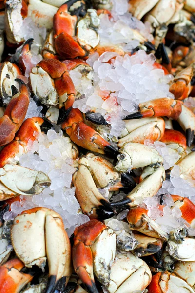 Fresh crabs — Stock Photo, Image