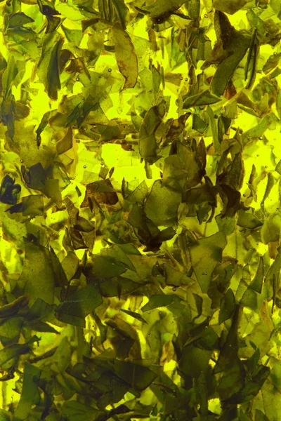 Bazylia zioła — Zdjęcie stockowe