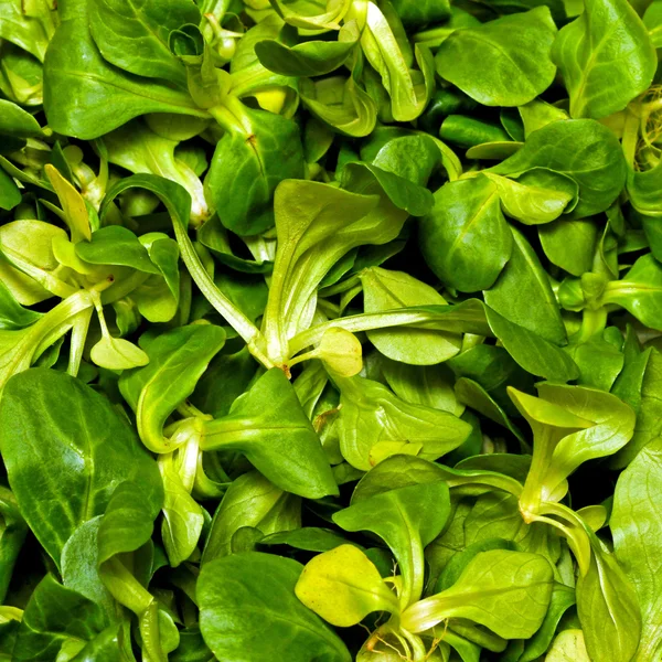 Veldsla salade — Stockfoto