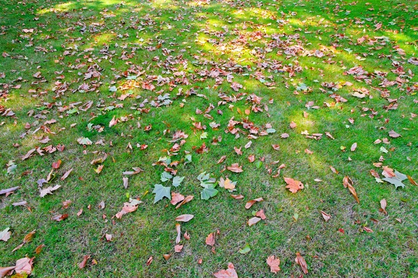 stock image Leaves