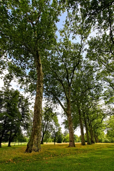 Tall trä — Stockfoto