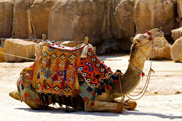 stock image Camel lay