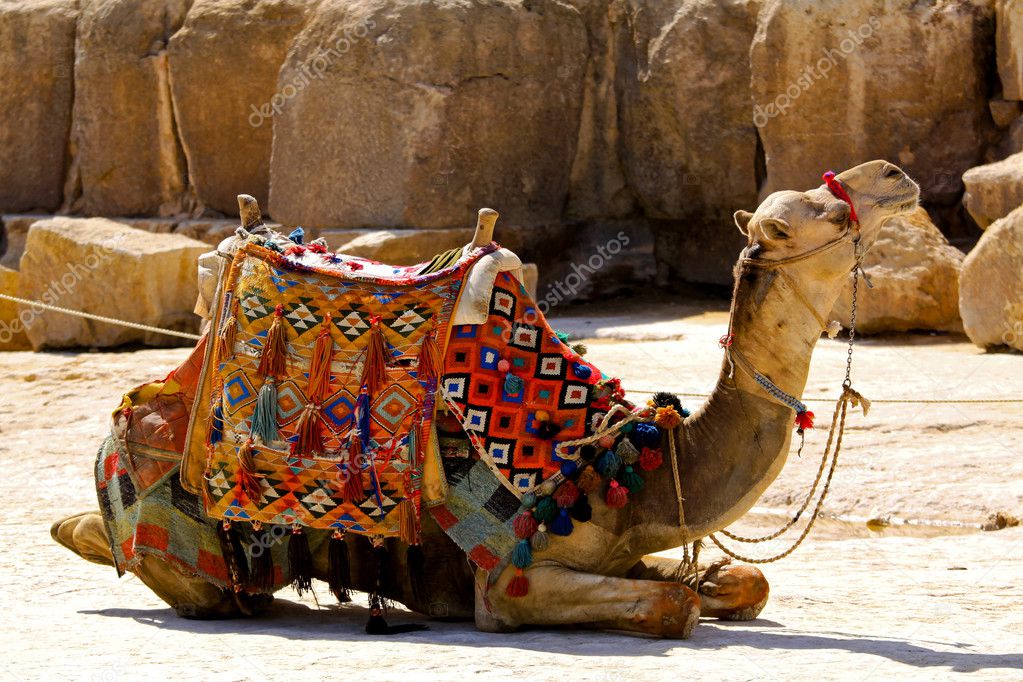 Camel lay