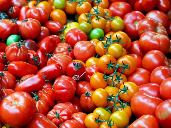 Organické rajčata — Stock fotografie
