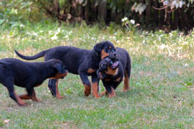 Rottweiler yavru