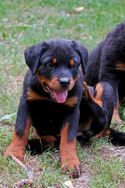 Rottweiler puppy — Stok fotoğraf