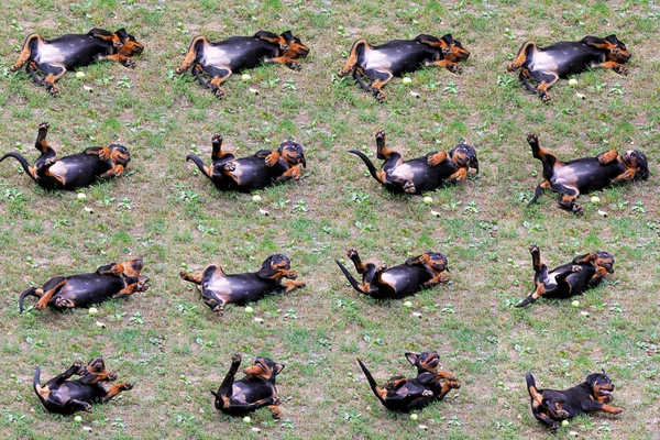 Puppy collage — Stockfoto