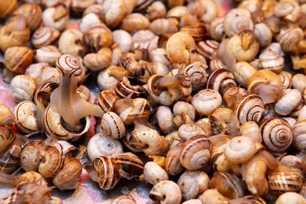 Małe ślimaki morze — Zdjęcie stockowe