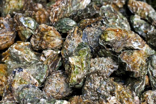 Oysters pile — Stock Photo, Image