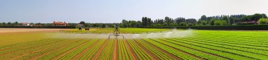 Irrigation field panorama clipart