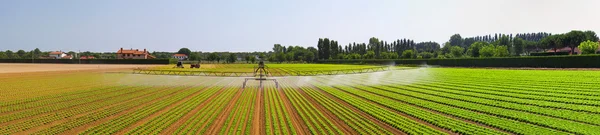 Irrigation field panorama — Stock Photo, Image