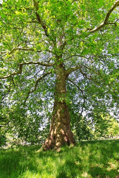 stock image Tree green