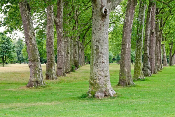 Árvores na fileira — Fotografia de Stock