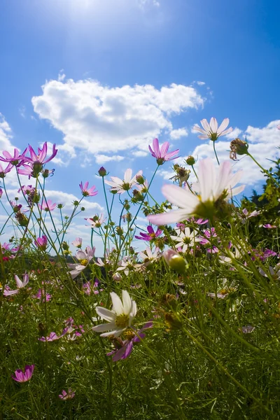 stock image Flowers on blue sky background