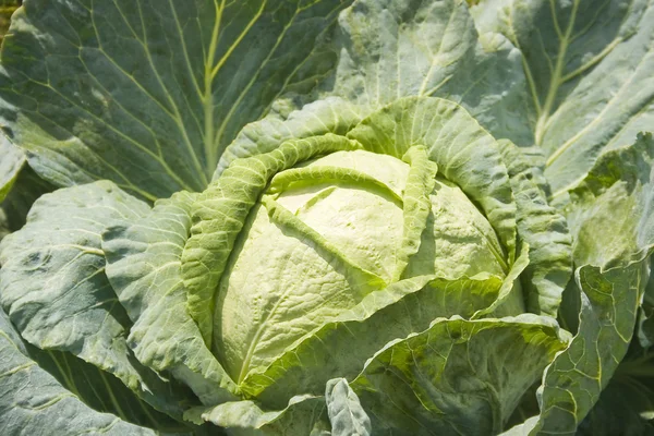 stock image Cabbage