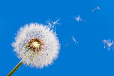 Dandelion clipart