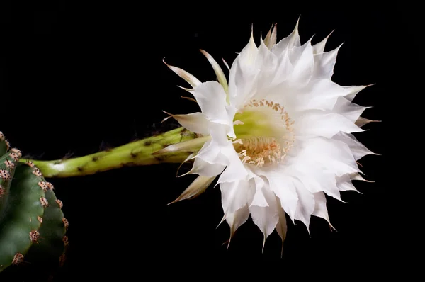 Fehér kaktusz virága — Stock Fotó