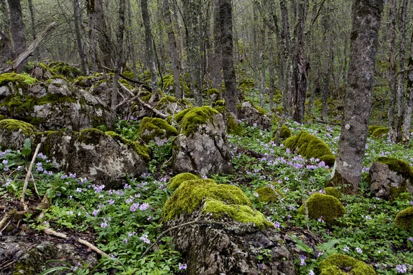 Parlak orman — Stok fotoğraf