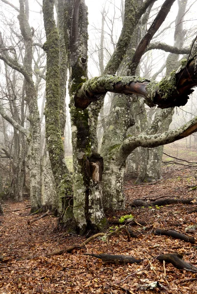 Sisli orman — Stok fotoğraf