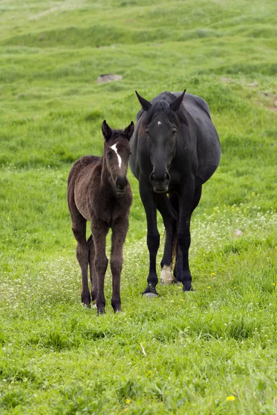 Horse family — Stock Photo, Image