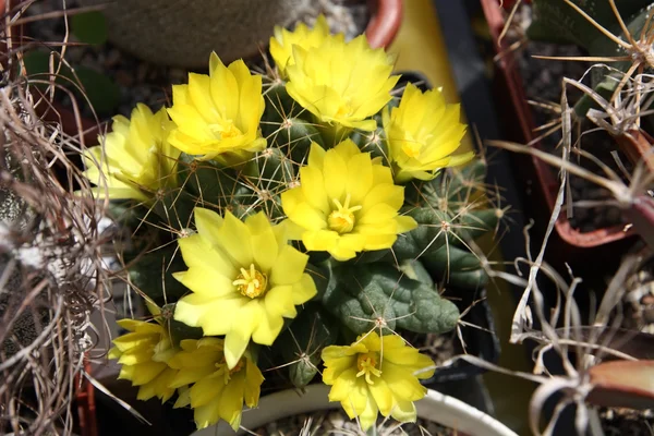 stock image Cactus