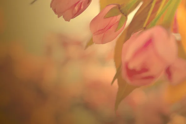핑크 꽃-봄 꽃 배경 — 스톡 사진