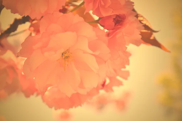 Pink flowers - spring blossom background — Stock Photo, Image