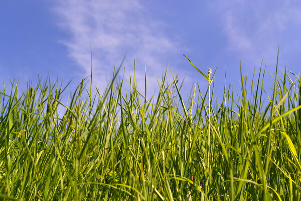 Green grass and blue sky - Nature background.