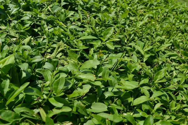 stock image Green leaves